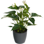 Anthurium blanc + Cache pot Anthracite